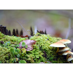 PilzPZ1 8055 00047