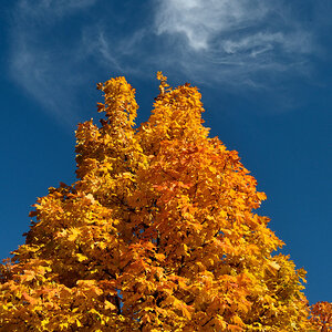 Goldblau!