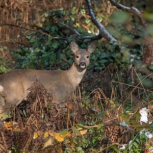 D50 4958 Jungreh schaut aufmerksam IA 11 2016 Stadtpark Urwald