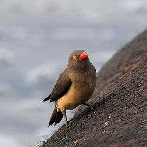 Rotschnabel Madenhacker auf Nilpferd
Katavi Nationalpark

s1123 Katavi Rotschnabel Madenhacker 8020