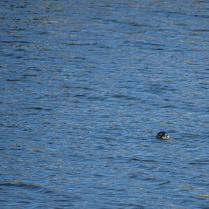 Seehund Wangerooge