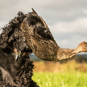 Cocker Spaniel