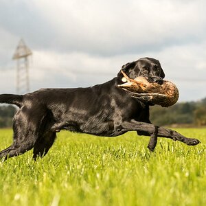Labrador Retriever