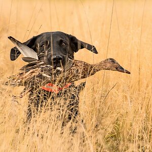 Labrador Retriever