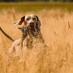 Weimaraner