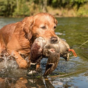 Golden Retriever
