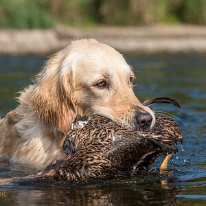 Golden Retriever