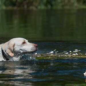 Labrador Retriever