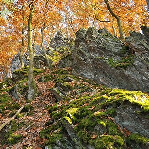 Herbstwald