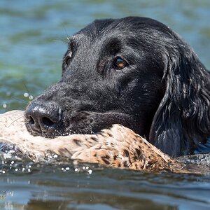 Flat Coated Retriever