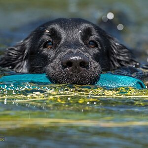 Flat Coated Retriever