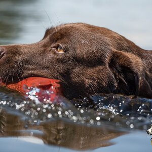 Labrador Retriever