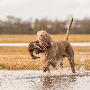 Weimaraner