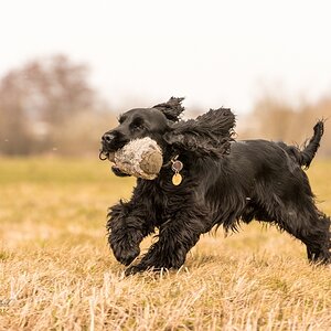 Cocker Spaniel