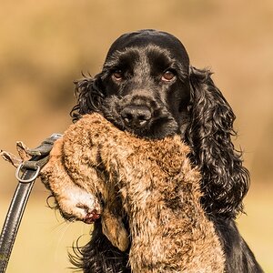 Cocker Spaniel