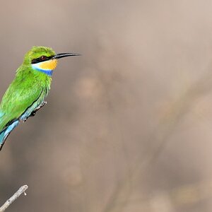 Schwalbenschwanzspint (Swallow-tailed Bee-eater)
Ruaha Nationalpark

s320 Ruaha Swallow tailed BeeEater 0550