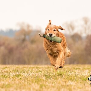 Golden Retriever