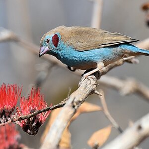 Schmetterlingsastrild (Männchen) (Red-cheeked Cordon Bleu)
Ruaha Nationalpark

s335 Ruaha RedCheckedCordonBleu 0866