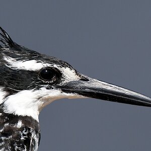 Graufischer (Pied Kingfisher)
Ruaa Nationalpark

s360 Ruaha Graufischer 1764