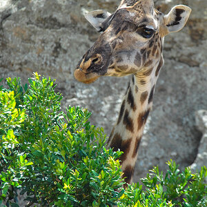 serengeti 08.10.2006 11 09