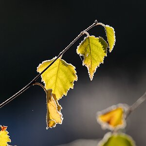 F016097c