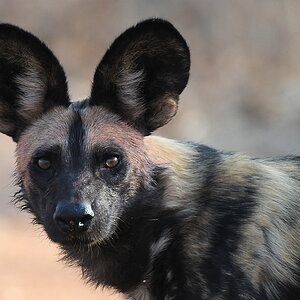 Wildhund
Ruaha Nationalpark

s425 Ruaha Hund 2521