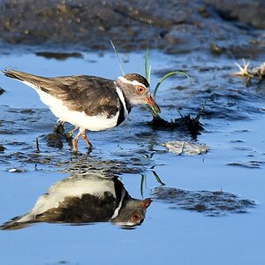 Dreibandregenpfeifer (Three-banded plover)
Ruaha Nationalpark

s490 Ruaha Three banded Plover 3466