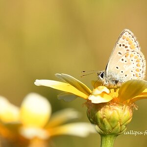 auf der wilden Wiese