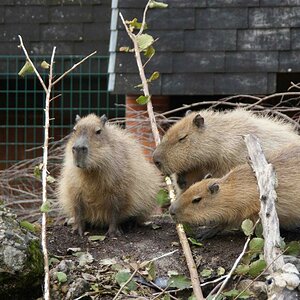 Riesen-Meerschweinchen