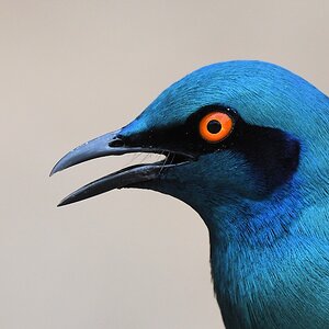 Messingglanzstar (Southern Blue-eared Starling)
Selous Game Reserve

s1483 Selous Southern Blue eared Starling 9838
