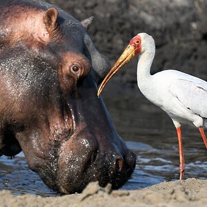 Nimmersatt (Yellow-billed stork)
Katavi Nationalpark

s1125 Katavi Nimmersatt 8124