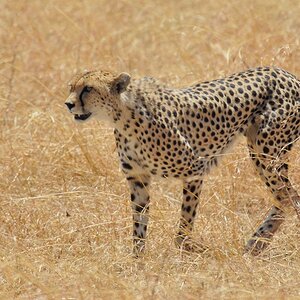 serengeti 08.10.2006 11 14