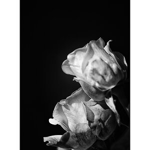 RosePZ1 8766 00005