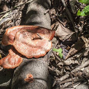 Pilz Dunk Island