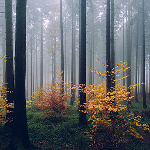 Der Taunus im Herbst