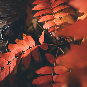 Herbstlaub in Island (ja, da gibt es vereinzelt Herbst und vereinzelt auch Bäume)