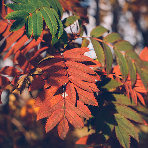 Herbstlaub in Island (ja, da gibt es vereinzelt Herbst und vereinzelt auch Bäume)