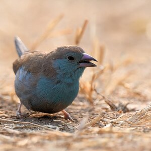 Schmetterlingastrild, Weibchen (Red-cheeked Cordon-bleu)
Utengule Coffee Lodge


s1282 Utengule CoffeeLodge Red cheeked CordonBleu 8931