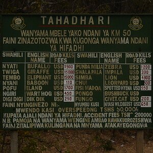 Schild an der Strasse durch den Mikumi Nationalpark.
Auf dem Schild stehen die Strafen für das Überfahren der jeweiligen Tiergattung.

s1405 Mikumi Sc