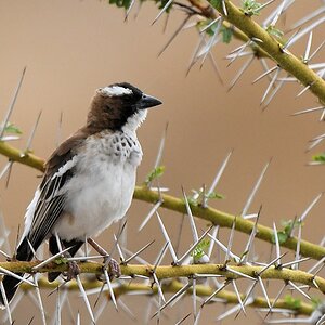 Augenbrauenmahali (White-browed sparrow weaver)
Selous Game Reserve

s1472 Selous White browed SparrowWeaver 9313