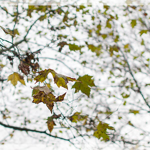 Der Wind fegt die letzten Herbstblätter von den Bäumen