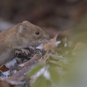 waldmaus 01