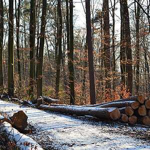 DSC 1961 Wald