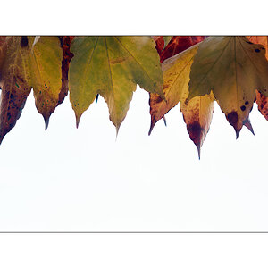HerbstPZ1 8142 00007