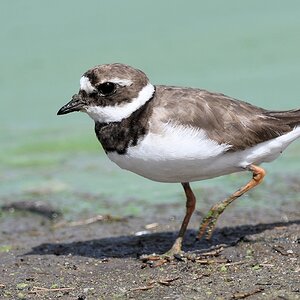 Sandregenpfeifer (common ringed plover)
Selous Game Reserve

s1536 Selous CommonRingedPlover 0562