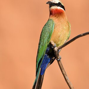 Weißstinspint (White fronted Bee-Eater)
Selous Game Reserve

s1588 Selous Whte fronted BeeEater 1688 h