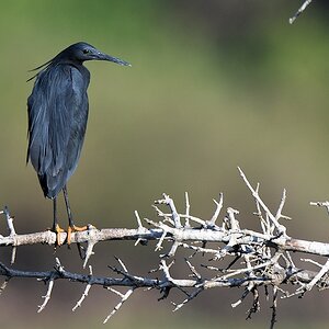 Glockenreiher (Black Egret)
Selous Game Reserve


s1510 Selous Black Egret 9925
