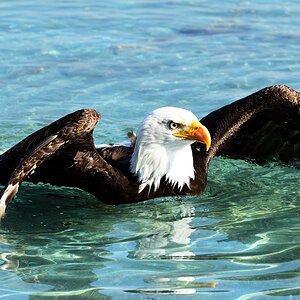 Seeadler - Greifvogelschau Riegersburg