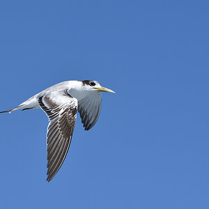 201610_Crested_Tern_2