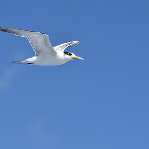201610_Crested_Tern_3